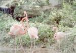 thumbs/Flamingos1-Jan_1981.jpg.jpg