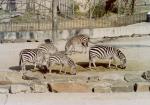 thumbs/Zebras3-Jan_1981.jpg.jpg